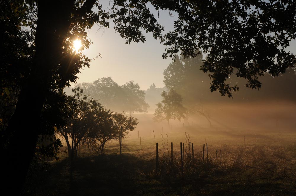 Lever de soleil à travers un brouillard dans une forêt.