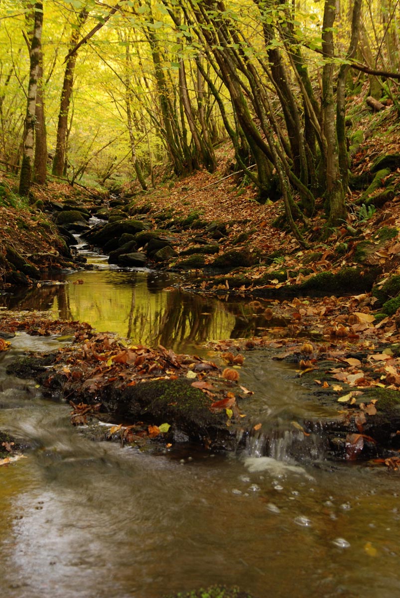 Ruisseau en forêt automnale avec feuillage jaune.