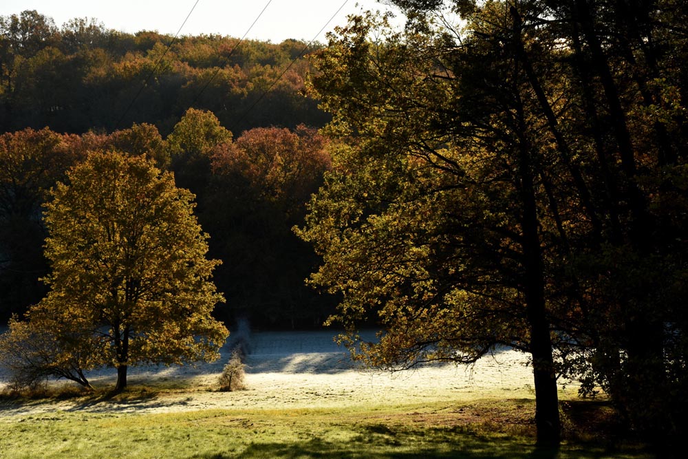 Paysage automnal avec arbres et lumière matinale.