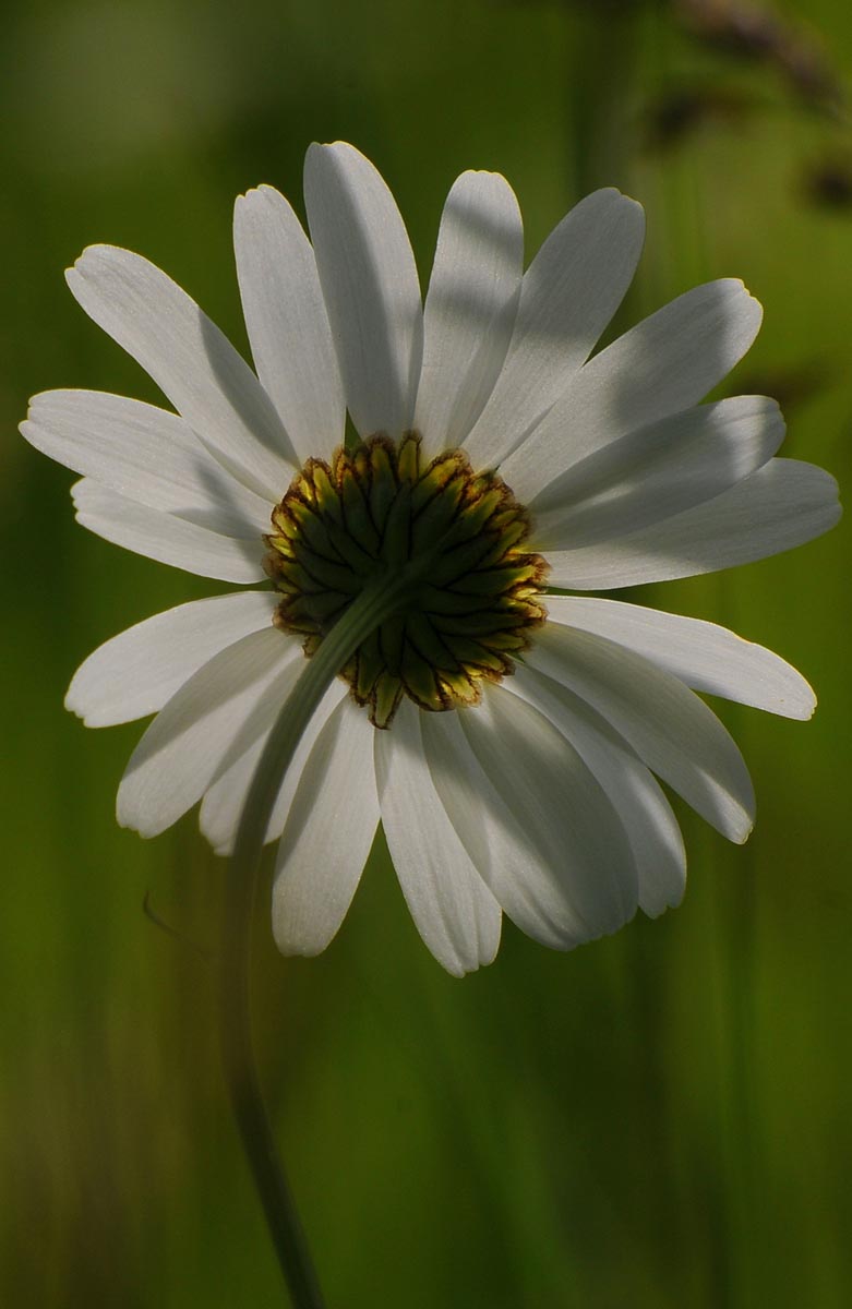 Marguerite blanche éclairée par le soleil.