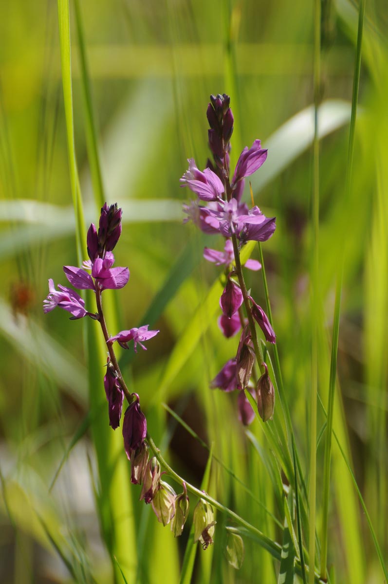 Fleurs violettes parmi des herbes vertes.