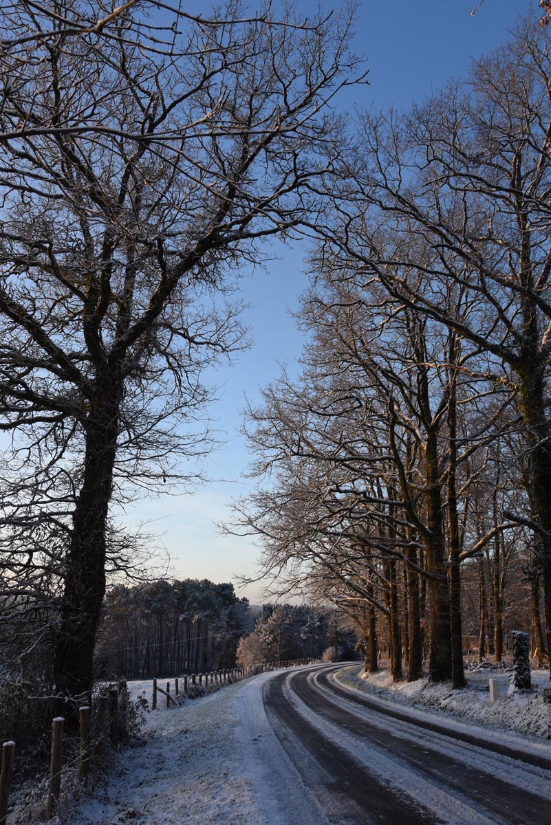 Route enneigée bordée d'arbres en hiver.