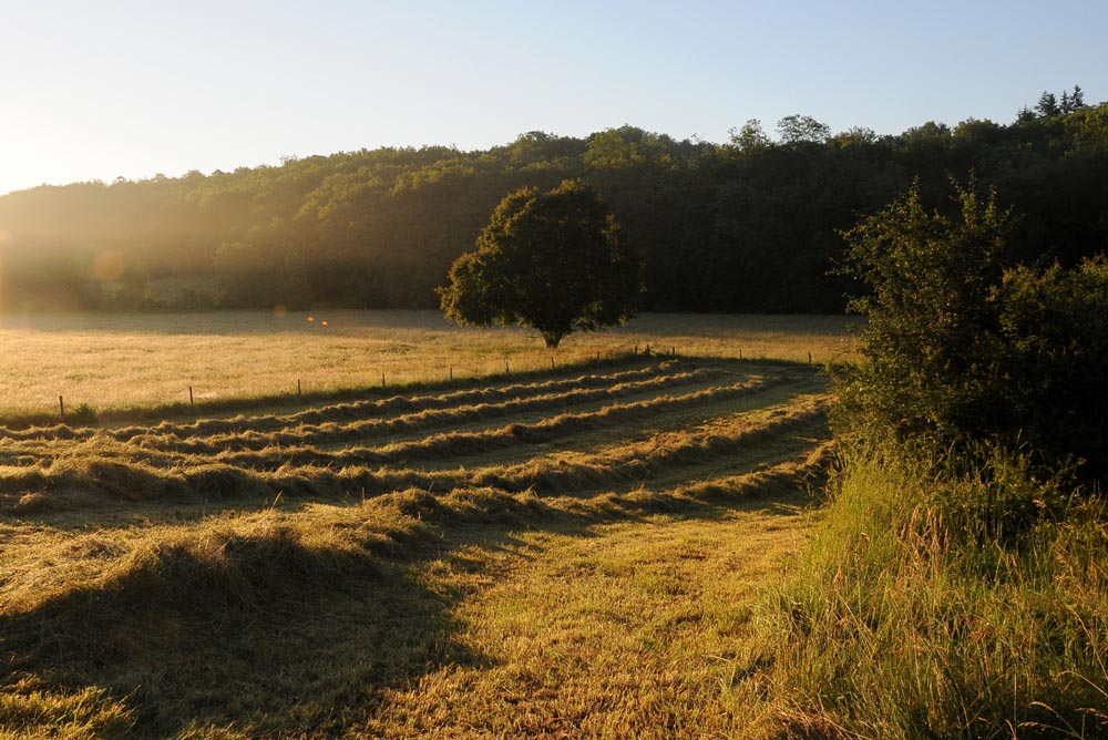 Champ ensoleillé avec arbre et forêt en arrière-plan.