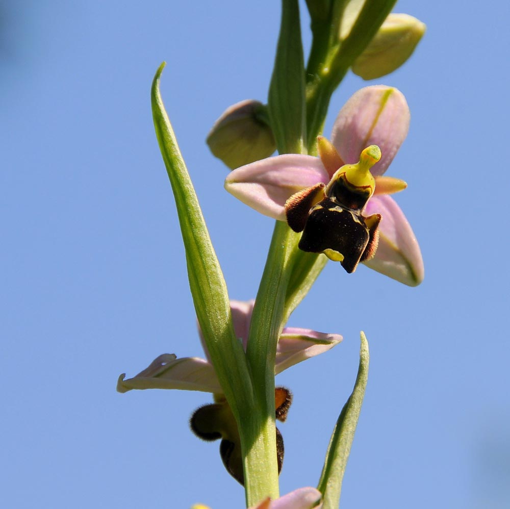 Orchidée sauvage sous ciel bleu
